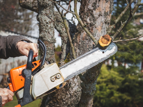 Top Rated Chainsaws